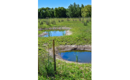 Revitalizace tůní, mokřadů a drobných vodních toků