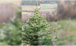 Prodej vánočních stromků - smrk