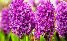 Prodej hyacintů Opava