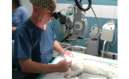 operace očí u zvířat