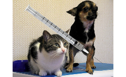 Hromadné očkování psů a koček proti vzteklině