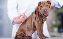 Hromadné očkování psů starších 3 měsíců