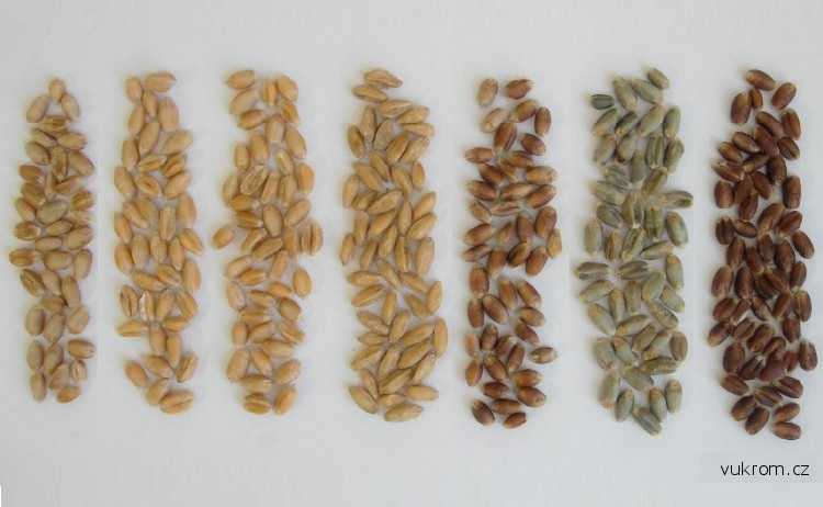 barvy zrna pšenice