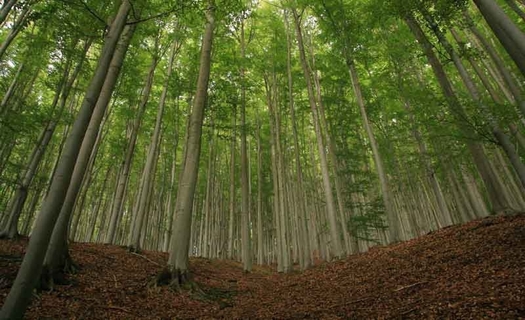 Zjišťování zdravotního stavu lesů