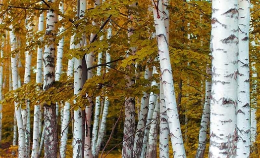 IFER - Ustav pro vyzkum lesnich ekosystemu, s.r.o.