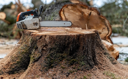 Provádíme rizikové kácení stromů