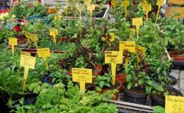Pěstování a prodej bylin, zeleninových a květinových přísad