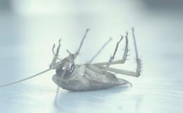 Hubení hmyzu, škůdců, desinfekce