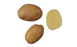 Prodej sadbových a konzumních brambor Přerov