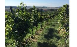 Moravská vína vyráběná z hroznů nejvyšší kvality