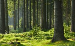 Nabízím lesnické služby a služby odborného lesního hospodáře