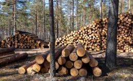 Provádíme těžbu dřeva a prodej palivového dříví