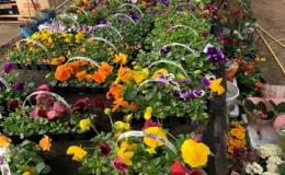 Zahradnictví, pěstování a prodej okrasných rostlin