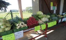 Prodej čerstvé zeleniny - rajče, brambora, česnek, květák Brno, Brno-venkov