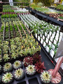 TreePlant s.r.o. - výroba a prodej rostlin Zahradnictví Kozly - Ústecký kraj