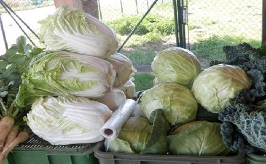 Sezónní zelenina, zelenina na uskladnění Brno, Kupařovice