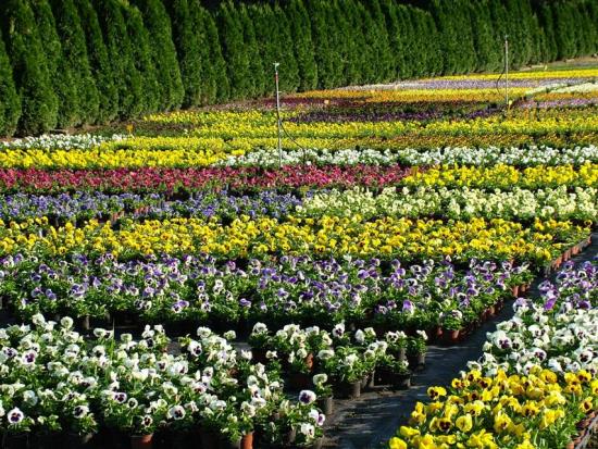 Pěstování sezónních květin - Zahradní centrum Malinkovič