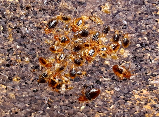 Odborné hubení štěnic, švábů, mravenců, blech, sršňů, octomilek
