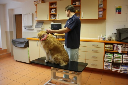 Profesionální veterinární vyšetření psů, koček a dalších zvířat