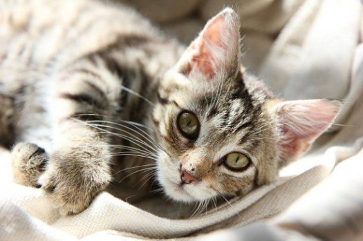 Speciální ordinace pro kočky - Veterinární klinika Palackého Opava