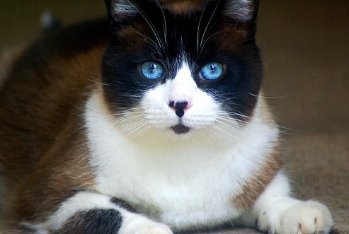 Vyšetření koček bez stresu a bolesti -  Veterinární ordinace Palackého Opava
