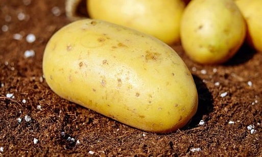 Kvalitní brambory ke konzumaci od Drago spol. s.r.o.