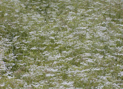 Kvetoucí kmín kořenný na úrodných polích Prostějovska