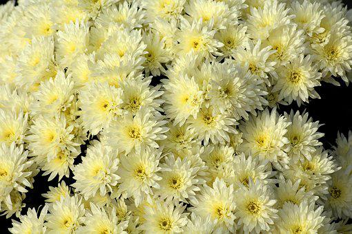 Od října v prodeji chryzantémy řezané i hrnkové
