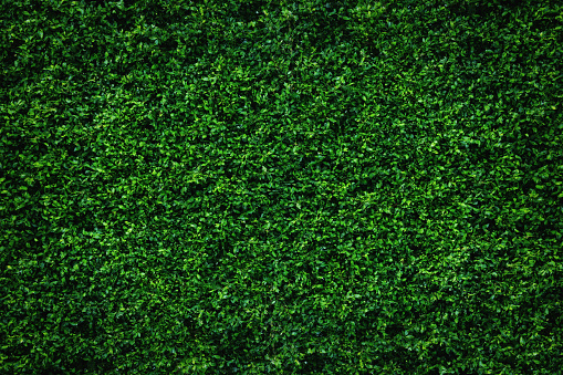 Zelené stěny do administrativních a komerčních prostor