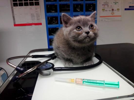 Veterinární klinika se specializací na kočky