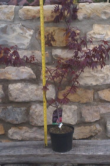 Javor dlanitolistý - okrasný strom pro malou zahradu