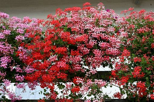Krása balkonových květin díky hnojivu Silva Tabs