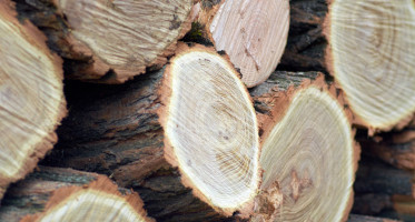 Pořez, prodej speciálních dřevin - Pila Lukov