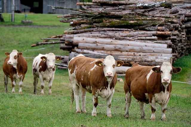 Živočišná produkce jatečných krav, jalovic, býků