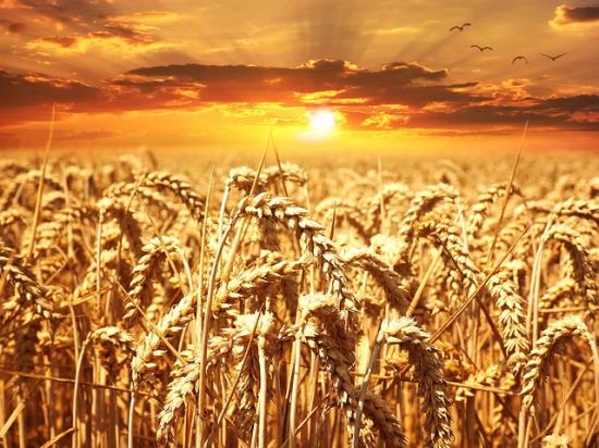 Rostlinná výroba, pěstování ozimé pšenice