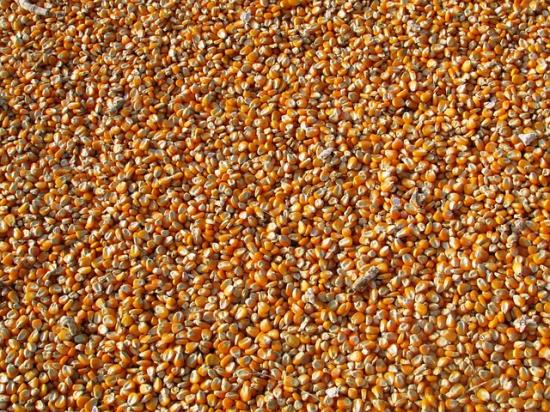 Rostlinná výroba, pěstování kukuřice na zrno a siláž