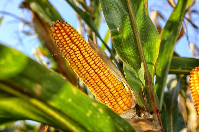 Kukuřice na siláž jako krmivo pro dobytek