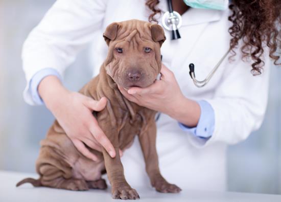 MVDr. Baudyš Veterinární ordinace - preventivní ošetření a očkování zvířat