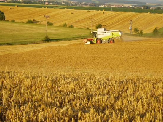 Zemědělské obilniny - pšenice, ječmen, oves, kukuřice, šrot