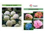 Rozmanité druhy hortenzií, Hydrangea paniculata, Hydrangea arborescens a macrophylla