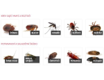 Dezinsekce – hubení a likvidace hmyzu
