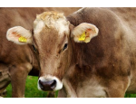 Výkrm skotu, živočišná produkce jatečných krav, jalovic, býků – Farma Holešov
