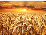 Rostlinná výroba, pěstování ozimé pšenice a ozimé řepky – Farma Holešov