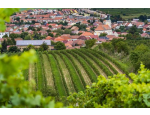 Víno Fabián tradiční vinařství v Čejkovicích na jižní Moravě