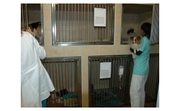 Očkování zvířat, diagnostika, zákroky, inhalační anestezie