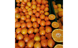 Nabídka lahodných citrusových plodů - mandarinek, pomerančů, citronů, grepů