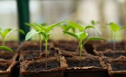 Nabídka zdravých sazenic rostlin - zahradnictví Znojmo