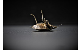 Desinsekce - efektivní hubení hmyzu, roztočů