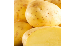 Prodej kvalitních sadbových brambor