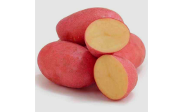 Sadbové brambory Marizza v e-shopu
